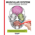 Muscular System Coloring Book: With colored illustrations like what you see on the back page