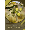 Olive Tree: Plant Guide