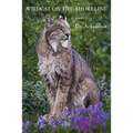 Wildcat on the Shoreline