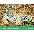 Kingdom of Tigers - Tadoba