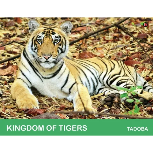 Kingdom of Tigers - Tadoba