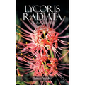 Lycoris Radiata: The Red Spider Lily