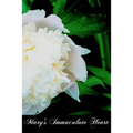 Mary's Immaculate Heart