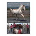 How to Identify and Release Your Horse's Pain Points: An Owner's Guide