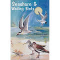 Seashore and Wading Birds of Florida