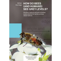 How Do Bees (and Humans) See Grey Levels?: Intuitive, logical, and anti-intuitive explanations for some curious observations