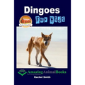 Dingoes For Kids