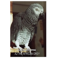 AJ The African Grey