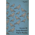 Secrets of Long-Distance Pigeon Racing