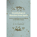 Ornithological Sketches from Spain - Stories of Spotting the Rarest Birds in the Wilds of Spain