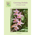 Growing Orchids - A Picture Guide: How We Grow Orchids In Our Hawaii Garden