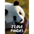I Love Pandas Notebook