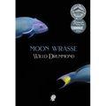 Moon Wrasse