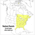 A Peterson Field Guide to Eastern Forests: North America