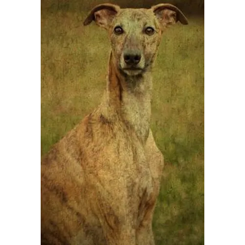 Whippet: Whippet