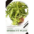 Spider Ivy Plant: Plant Guide